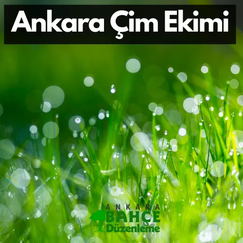 Ankara Çim Ekimi 