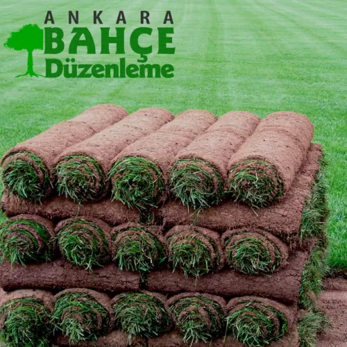Ankara Çim Tohumu mu, Rulo Çim mi?