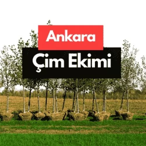 Ankara Çim Tohumu Nasıl Ekilir