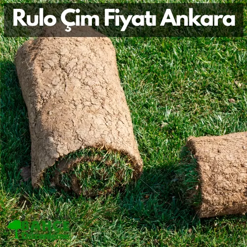 Ankara Rulo Çim