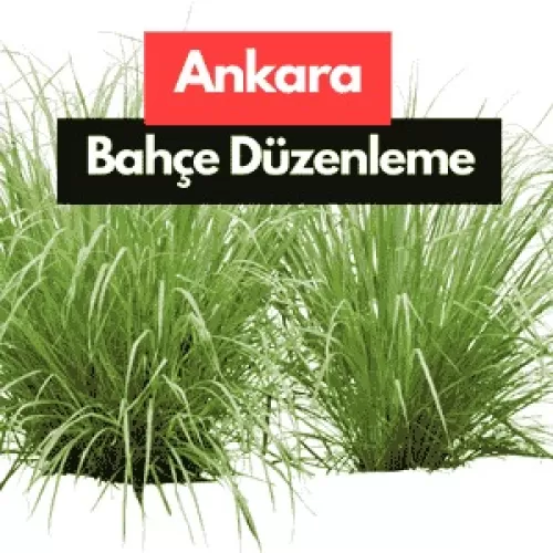 Ankara  Uygun Fiyatlı Çim Tohumu